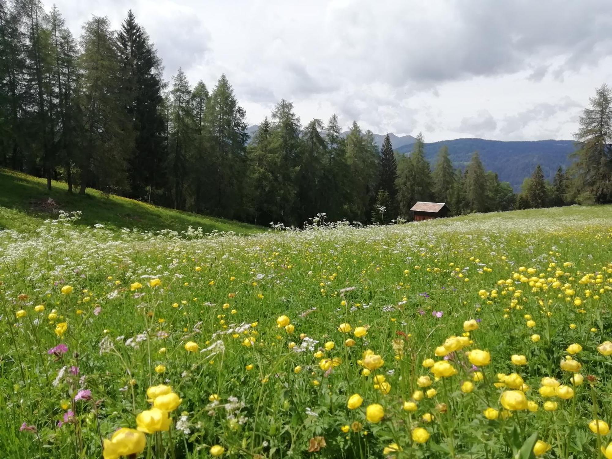 Bed and Breakfast Horse House Romallo Экстерьер фото