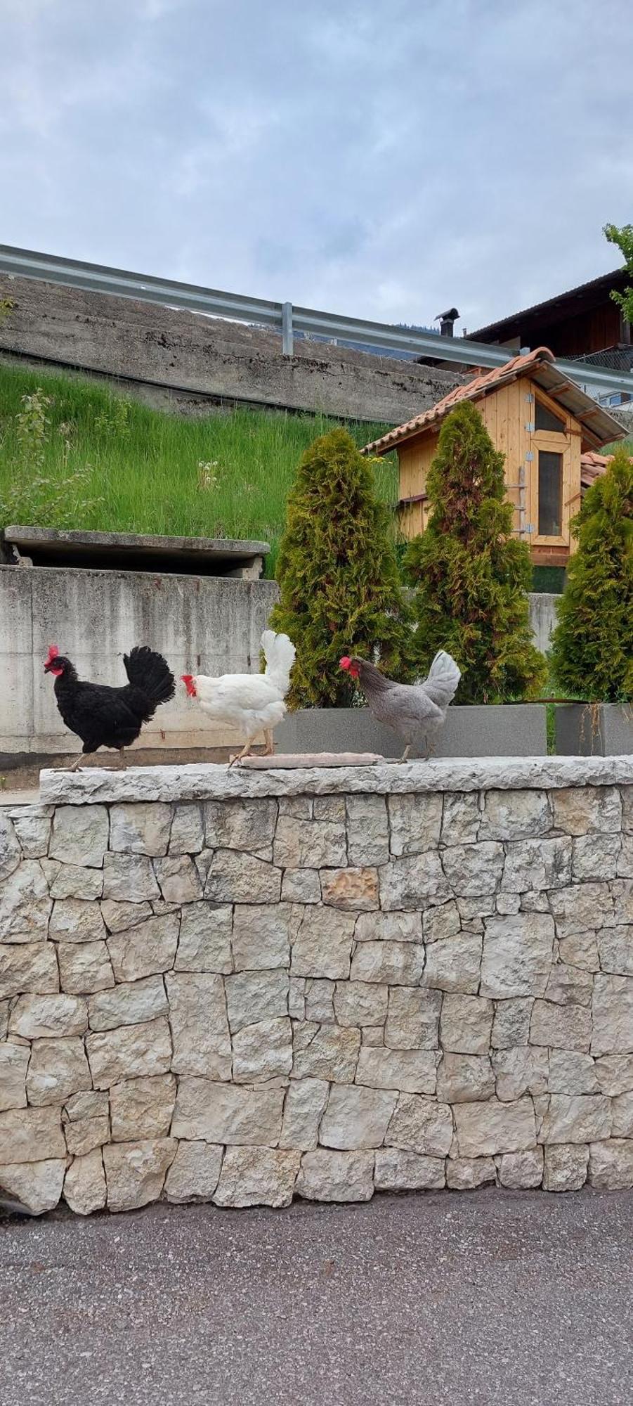 Bed and Breakfast Horse House Romallo Экстерьер фото